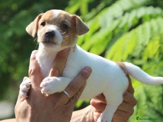Jack Russell Terrier perros Jack Russell Bicolor Disponibles - Anuncio 2