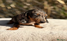 Teckel Miniatura perros en venta: Teckel miniatura arlequin  - Imagen 4