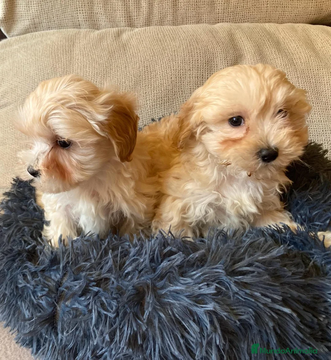Maltipoo perros en venta: Maltipoo - Anuncio 5