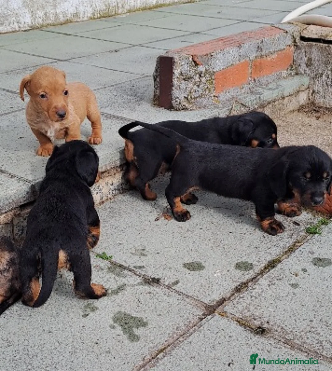 Teckel perros en venta: Teckel - Anuncio 1