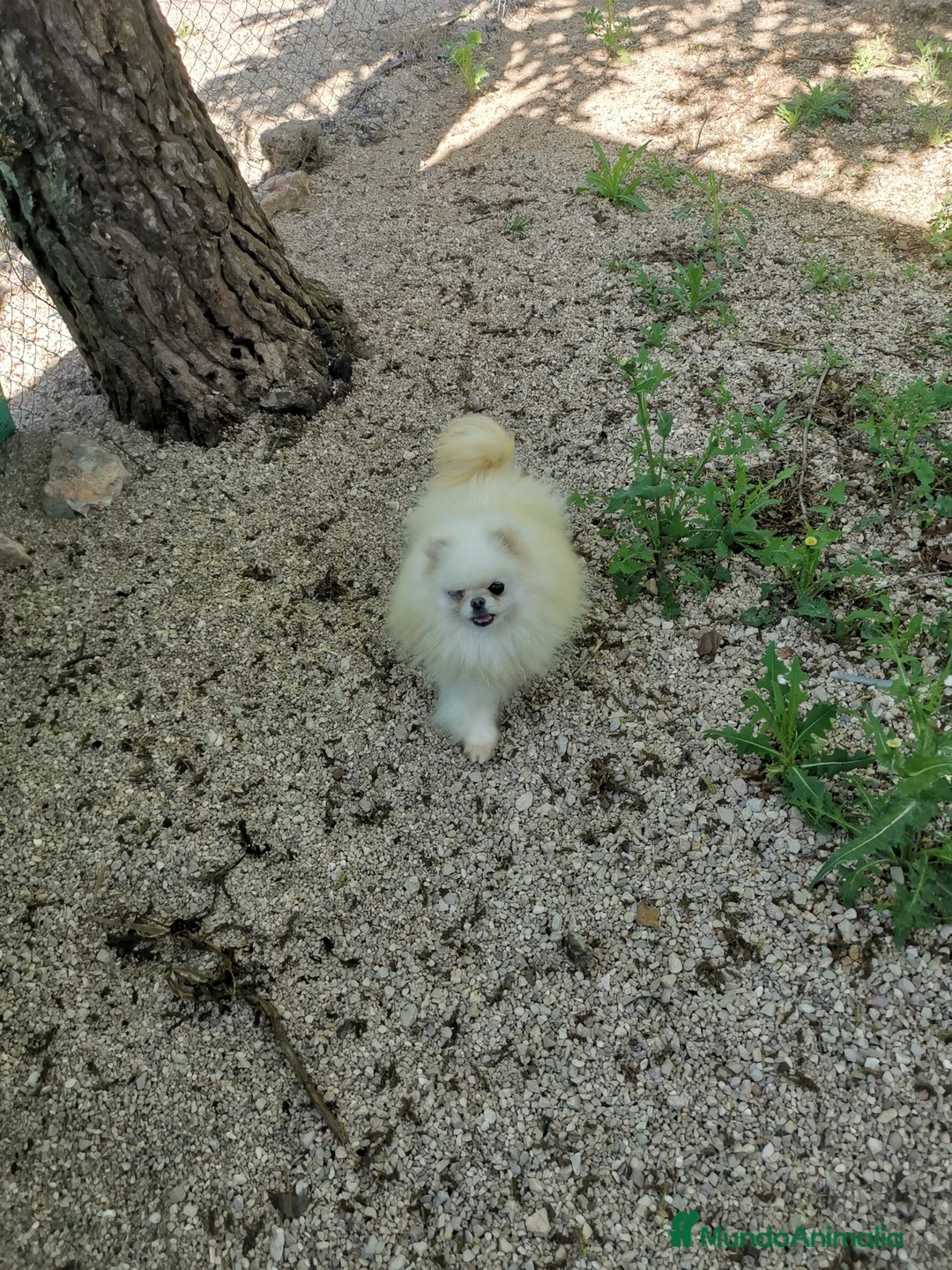 Pomerania perros en adopcion: Hembra de pomerania de 4 años  - Anuncio 5