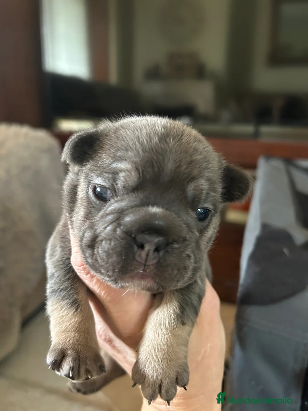 Bulldog Francés perros en venta: Bulldog Francés  - Anuncio 1