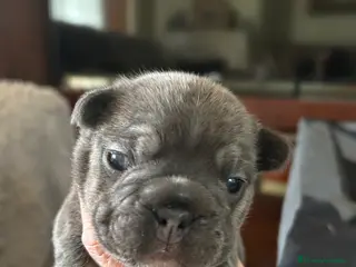 Bulldog Francés perros Bulldog Francés - Anuncio 1