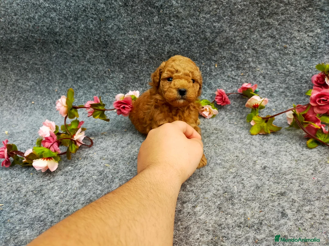 Caniche Toy perros en venta: PRECIOSOS CANICHE  ROJO LINEA TOY  - Anuncio 2