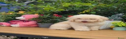 Perro de Agua Español perros en venta: Perro de aguas - Anuncio 2