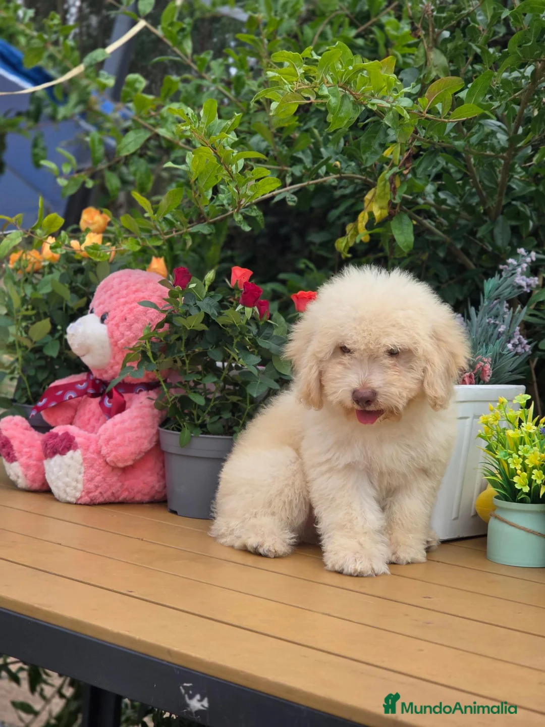 Perro de Agua Español perros en venta: Perro de aguas - Anuncio 2
