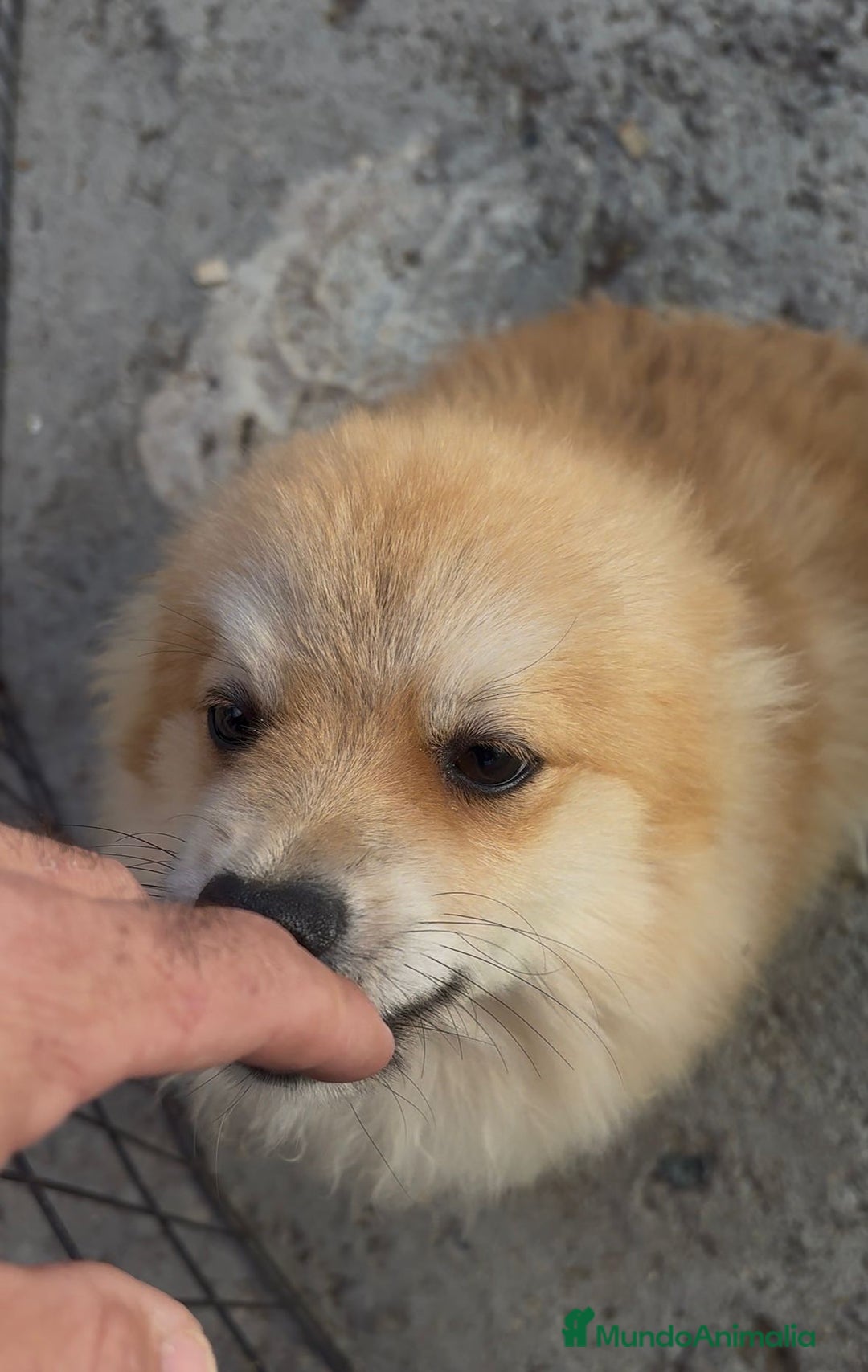 Pomerania perros en venta: Pomerania 6 meses  - Anuncio 6