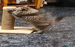 Persa gatos en venta: Persas - Imagen 2