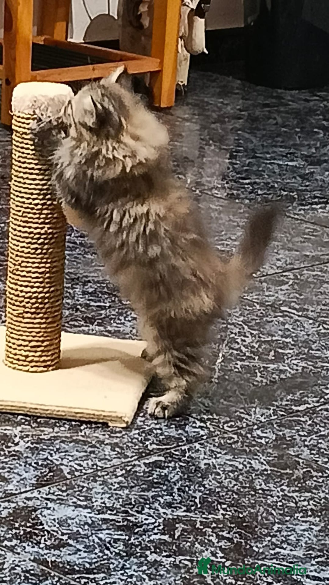 Persa gatos en venta: Persas - Imagen 2