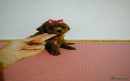 Caniche Toy perros en venta: Caniche toy - Imagen 3