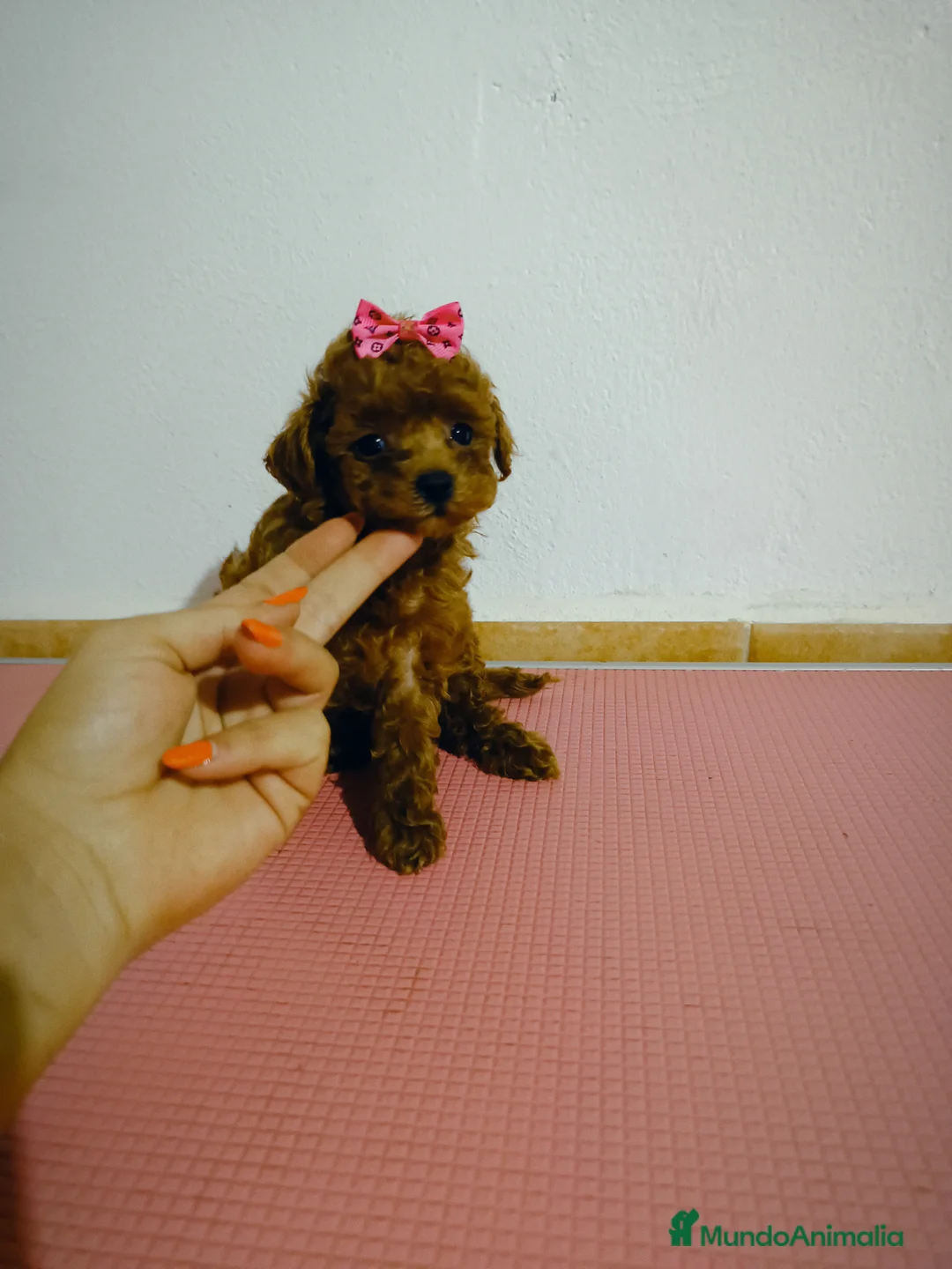 Caniche Toy perros en venta: Caniche toy - Anuncio 3