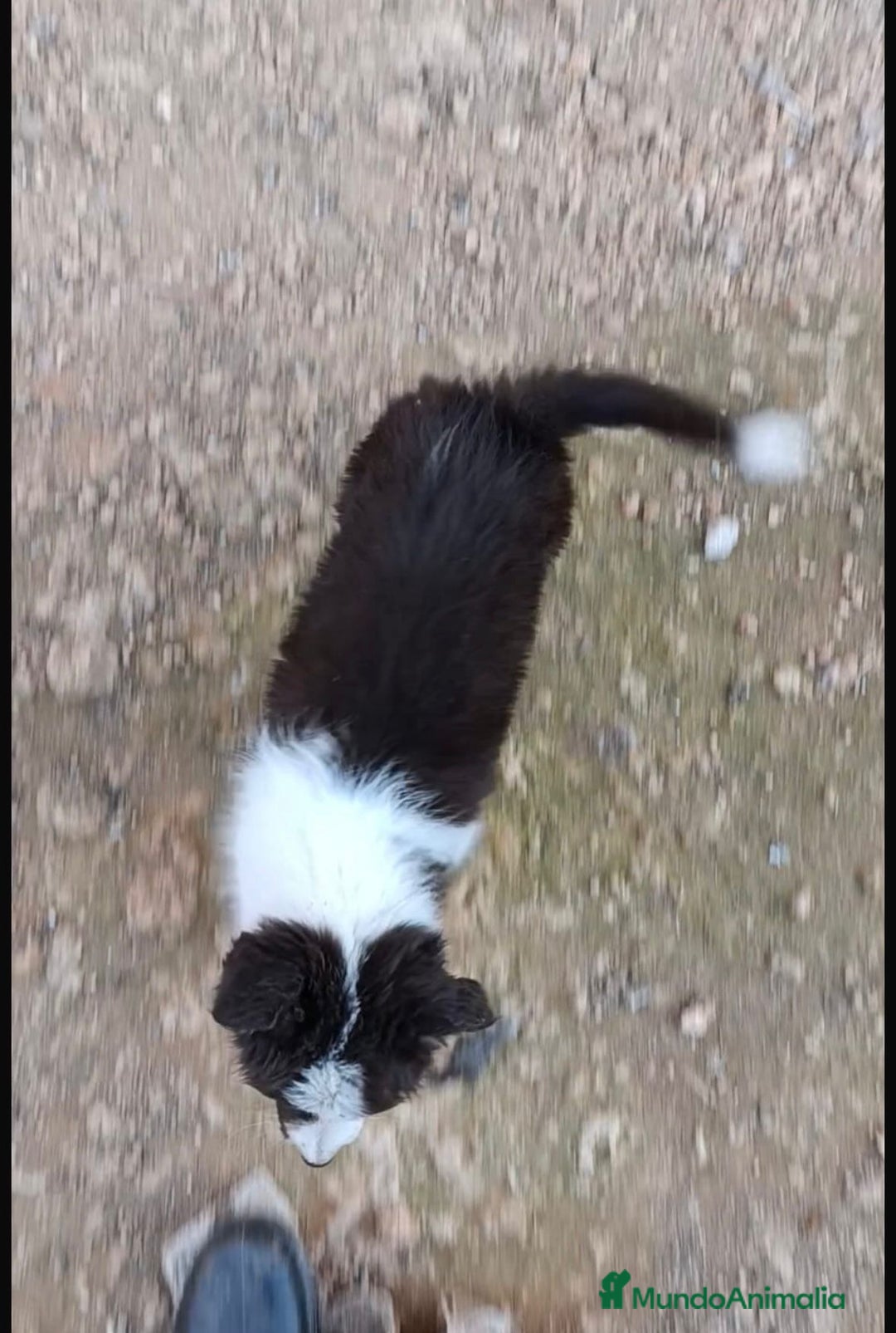 Border Collie perros en venta: Border collie tricolor chocolate  - Anuncio 2