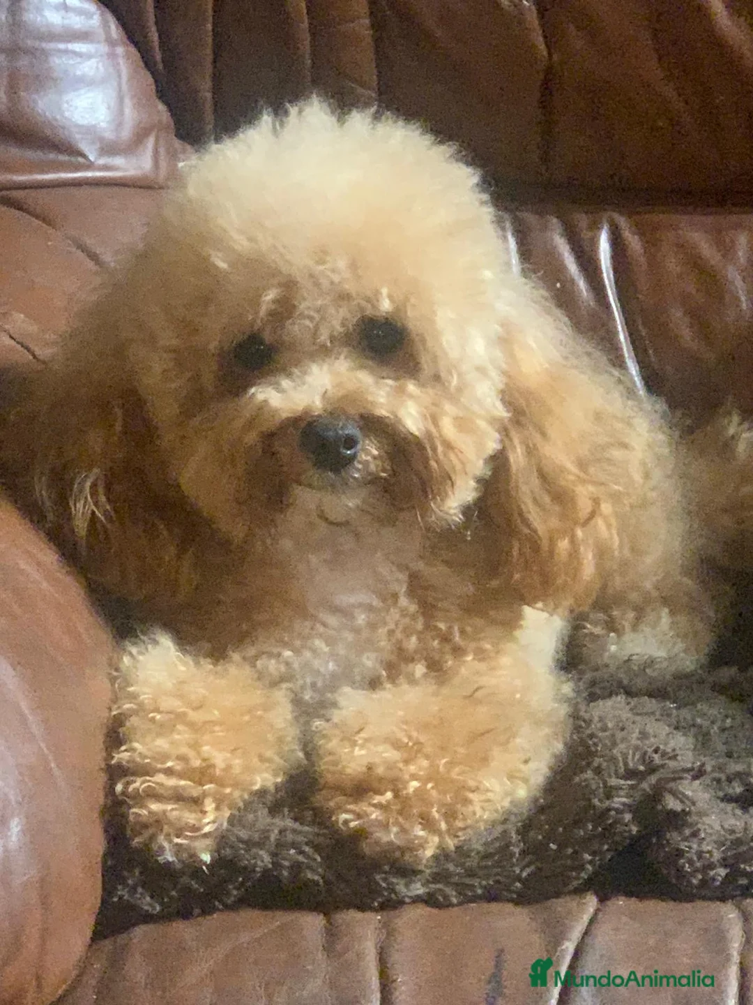 Caniche Toy perros en venta: Caniches toys rojos - Anuncio 5