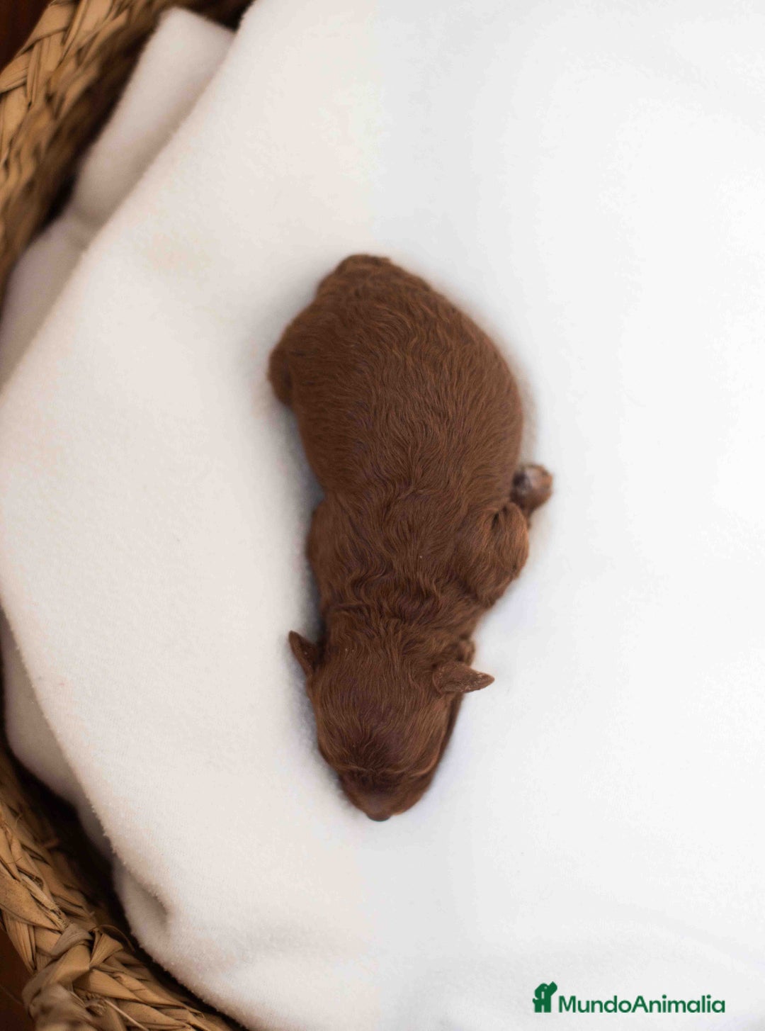 Caniche Toy perros en venta: Caniche toy rojo intenso - Anuncio 7