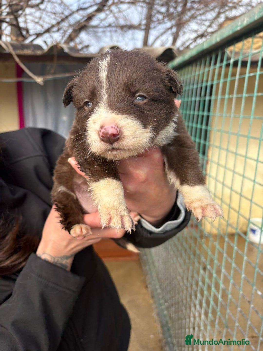 Border Collie perros en venta: Cachorro hembra Border Collie Chocolate  - Anuncio 4