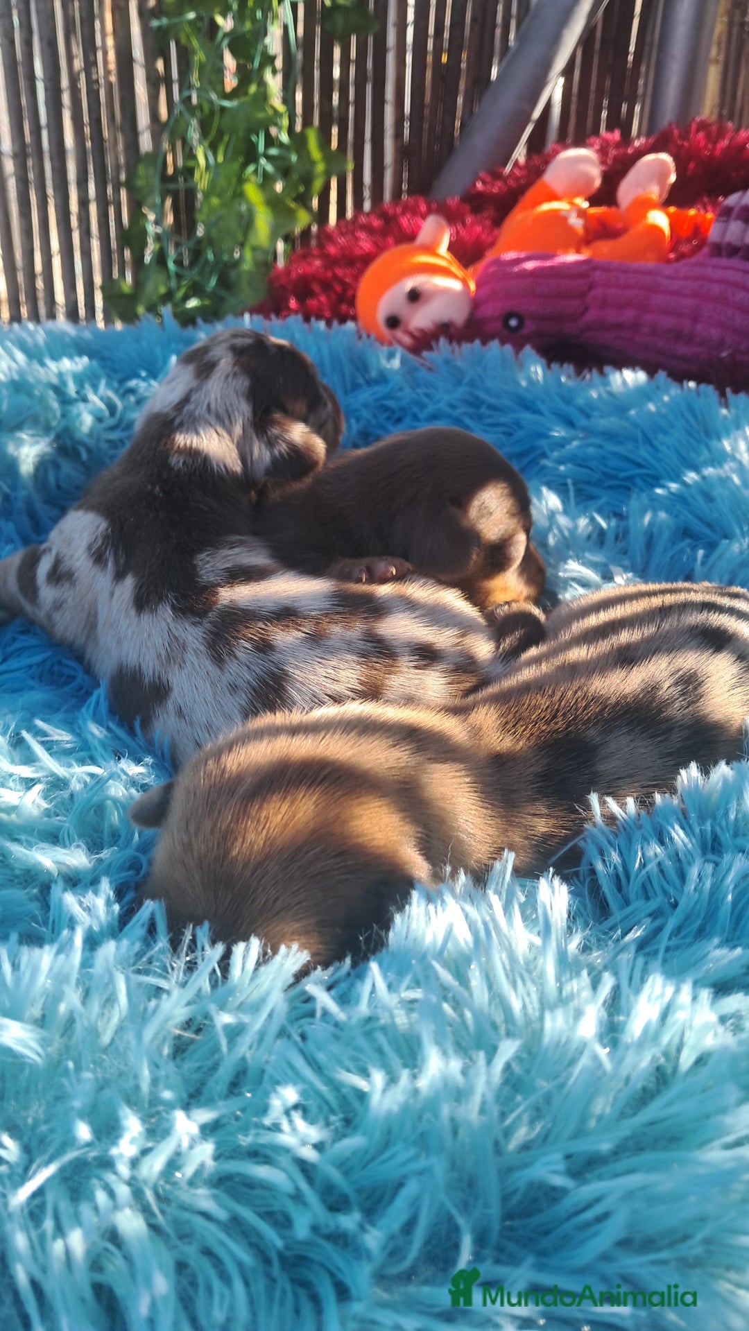 Teckel Miniatura perros en venta: Bebés Teckels (perro salchicha ) - Anuncio 4