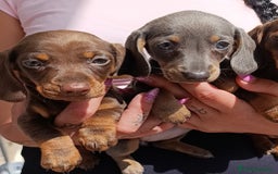 Teckel perros en venta: Teckel kaninchen Arlequínes y colores bellisimos - Imagen 2