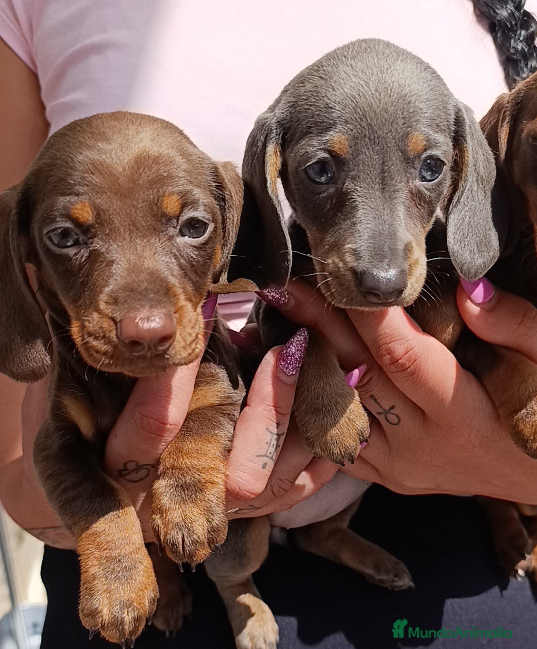 Teckel perros en venta: Teckel kaninchen Arlequínes y colores bellisimos - Imagen 2