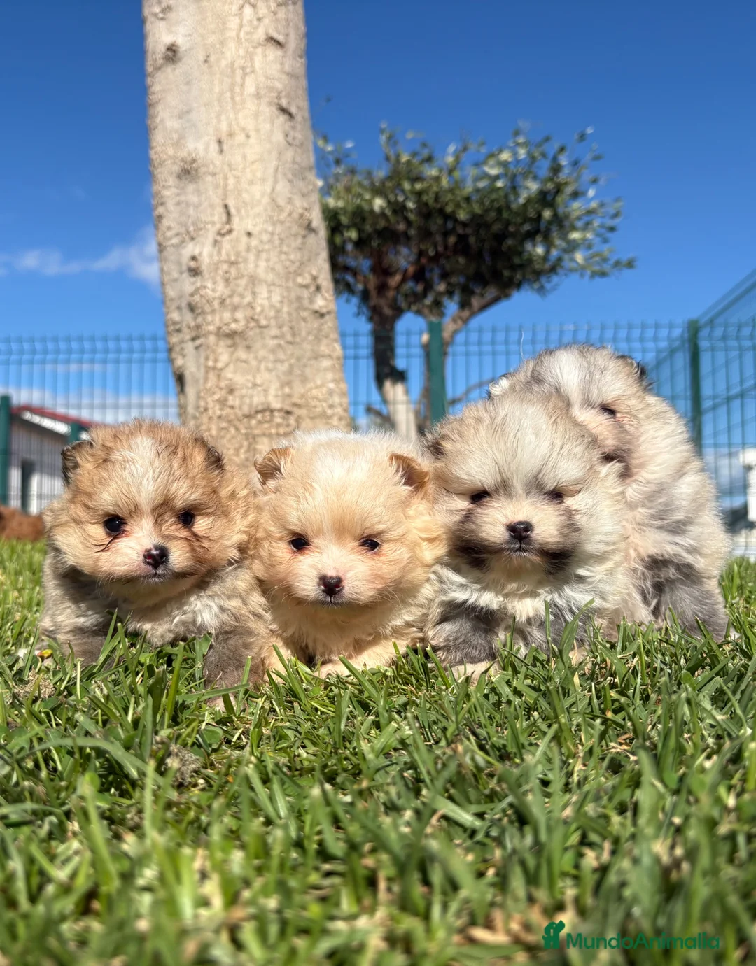Pomerania perros en venta: POMERANIA - Anuncio 2