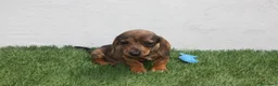 Teckel Miniatura perros en venta: Teckel Miniatura  - Anuncio 21