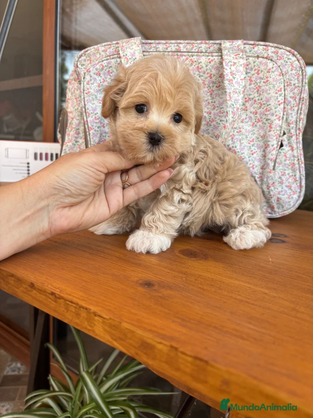 Maltipoo perros en venta: Maltipoo toy muy bonitos !!! - Anuncio 1