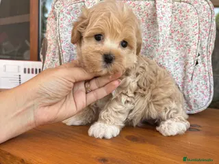 Maltipoo perros Maltipoo toy muy bonitos !!! - Anuncio 2