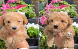 Caniche Toy perros en venta: Preciosos caniche toy Apricot🧡 - Imagen 1
