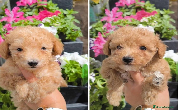 Caniche Toy perros - Anuncio 2