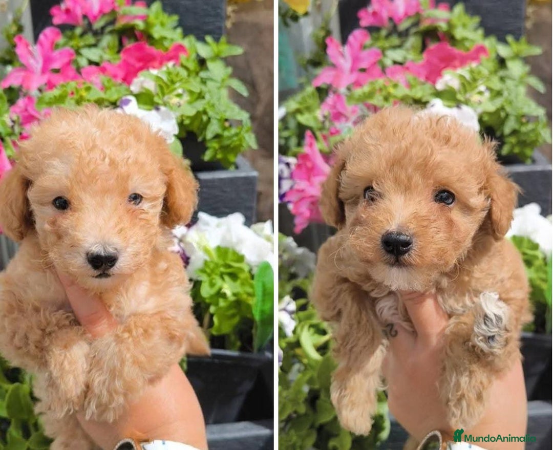 Caniche Toy perros en venta: Preciosos caniche toy Apricot🧡 - Imagen 1