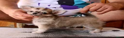 Chihuahua perros en venta: Machito de pelo largo - Anuncio 4