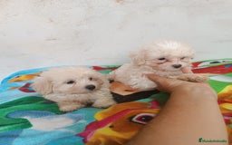 Maltipoo perros en venta: PRECIOSOS MACHITOS DE MALTIPOOS - Imagen 3