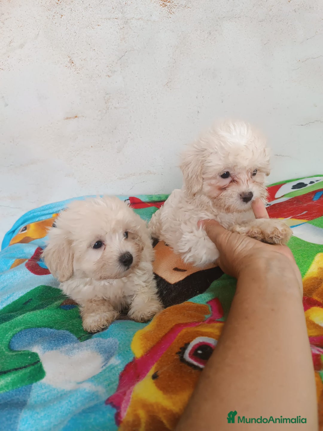 Maltipoo perros en venta: PRECIOSOS MACHITOS DE MALTIPOOS - Imagen 3