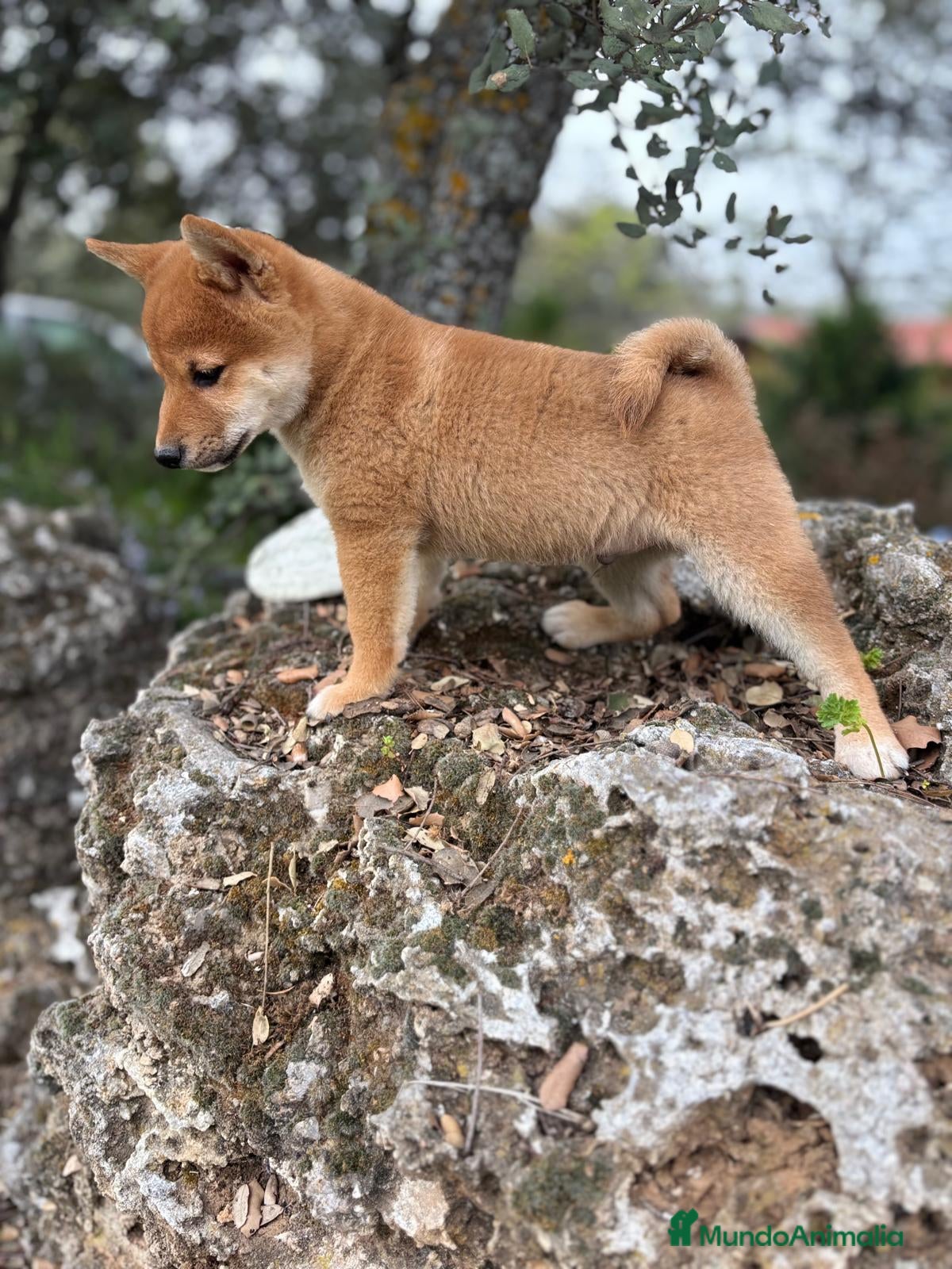 Shiba Inu perros Shiba Inu  - Anuncio 1