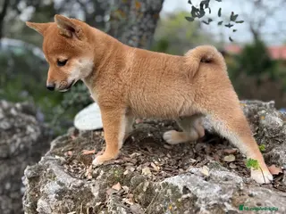 Shiba Inu perros Shiba Inu - Anuncio 1
