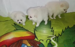 Pomerania perros en venta: OFERTA HEMBRITAS POMERANIAS desde 700 € - Imagen 2
