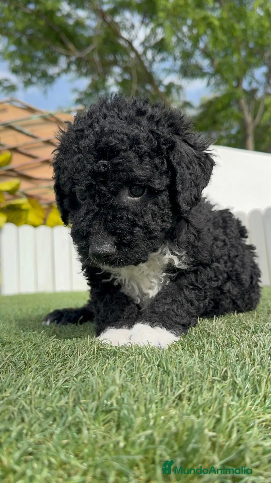 Perro de Agua Español perros en venta: PERRO DE AGUA - Anuncio 1