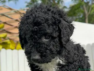 Perro de Agua Español perros PERRO DE AGUA - Anuncio 28