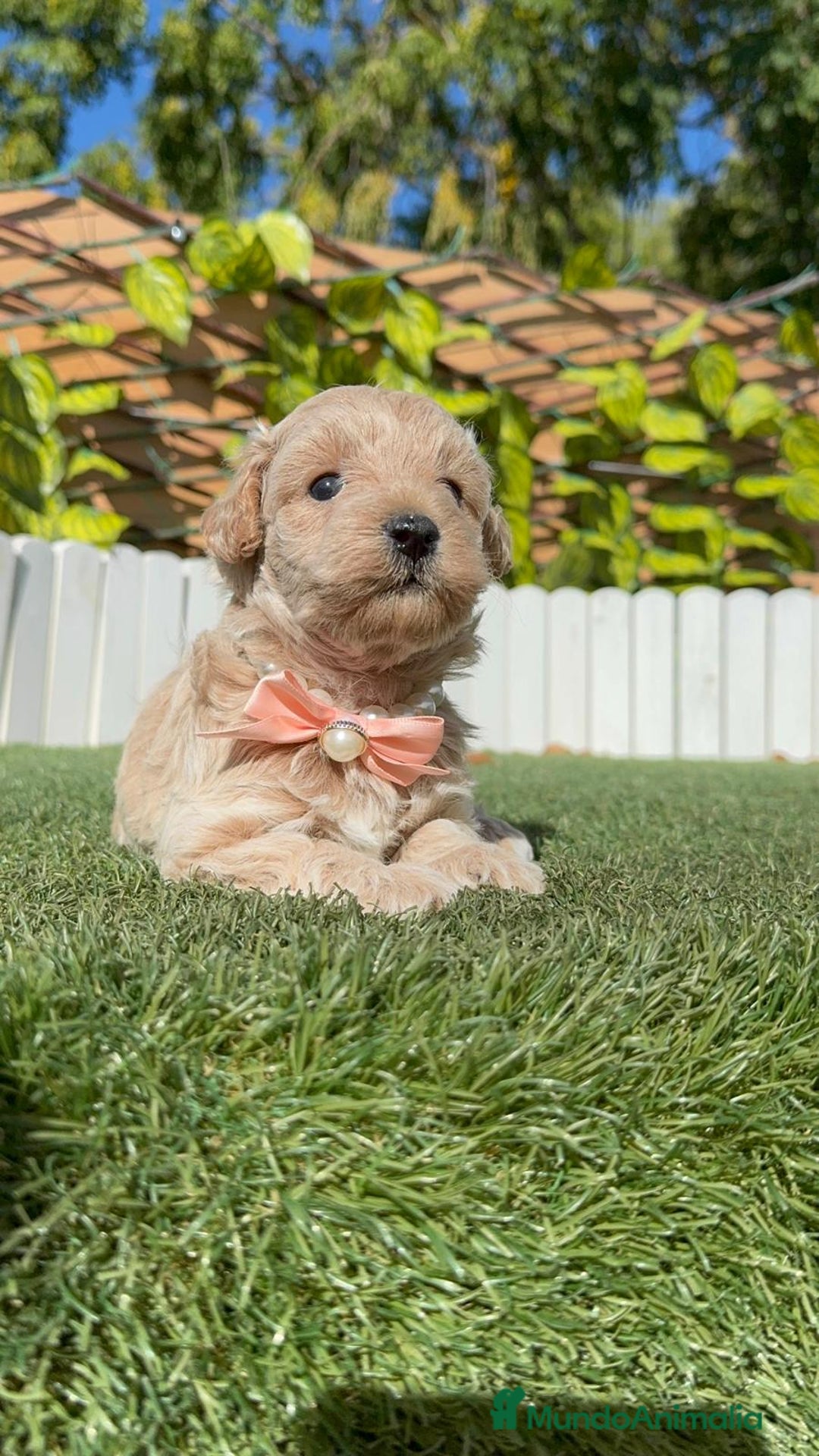 Maltipoo perros en venta: MALTIPOO HEMBRA - Imagen 6