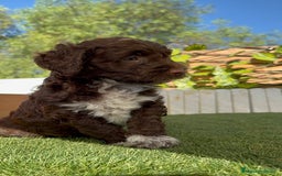 Perro de Agua Español perros en venta: PERRO DE AGUA ESPAÑOL MACHO - Imagen 2