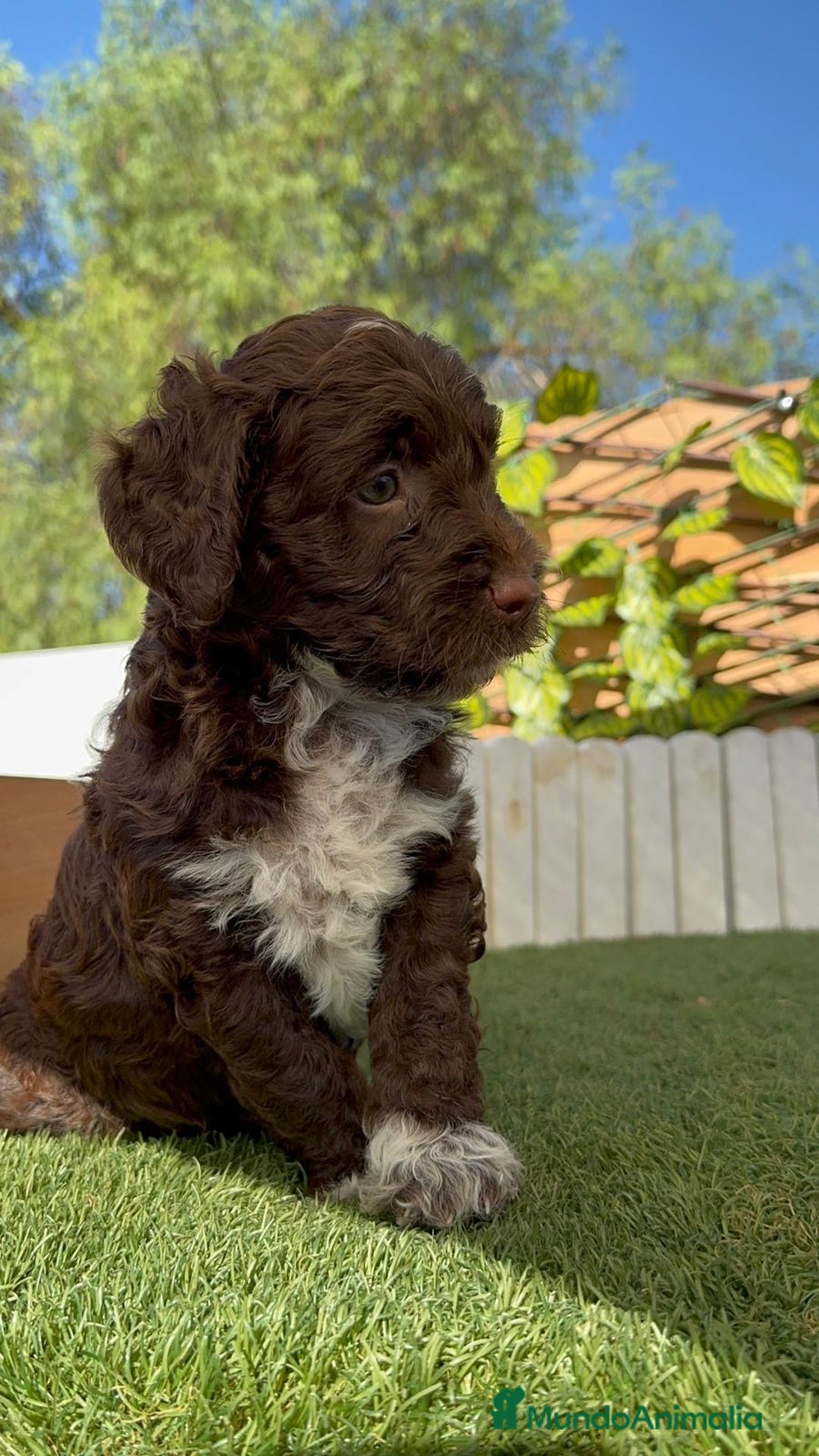 Perro de Agua Español perros en venta: PERRO DE AGUA ESPAÑOL MACHO - Imagen 2