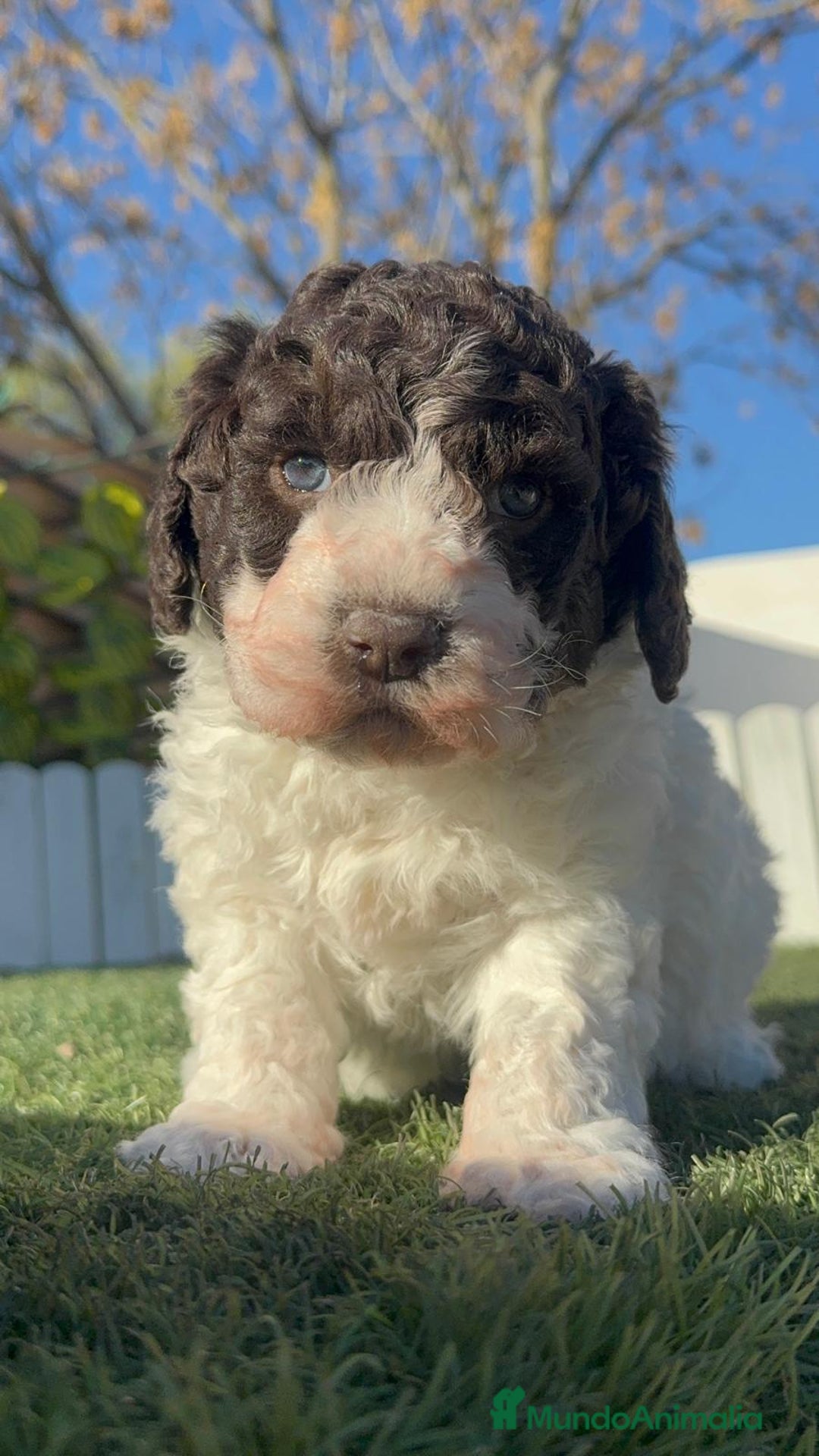 Perro de Agua Español perros en venta: PERRO DE AGUA MACHO - Anuncio 9