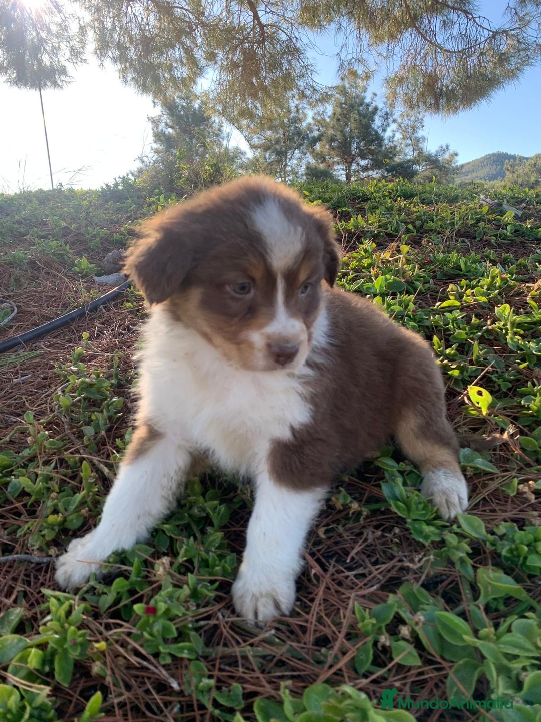 Pastor Australiano perros en venta: Cachorro PASTOR AUSTRALIANO  - Anuncio 8