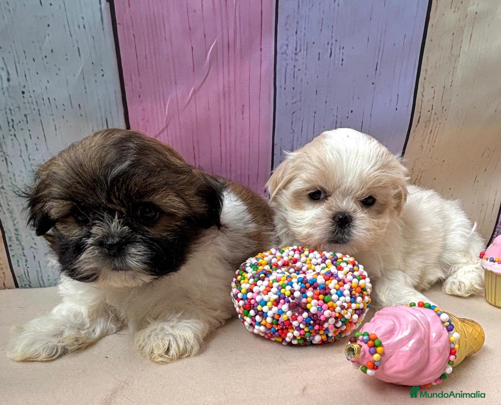 Shih Tzu perros en venta: Shih tzu hembras disponibles!!! - Anuncio 3