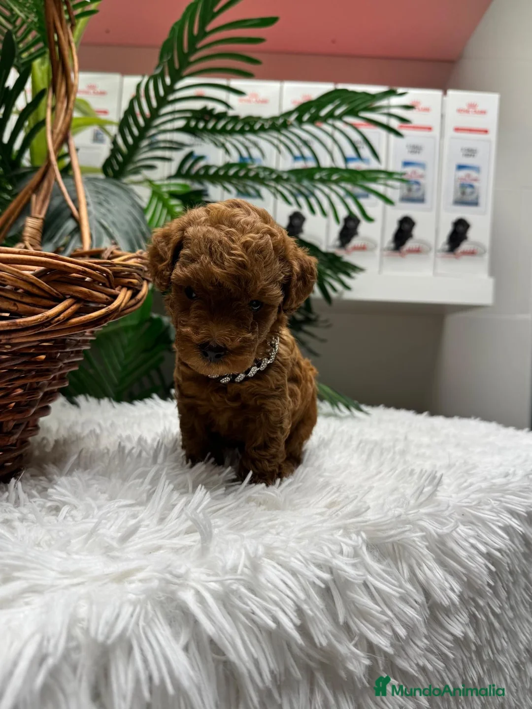 Caniche Toy perros en venta: CANICHE TOY - Anuncio 19