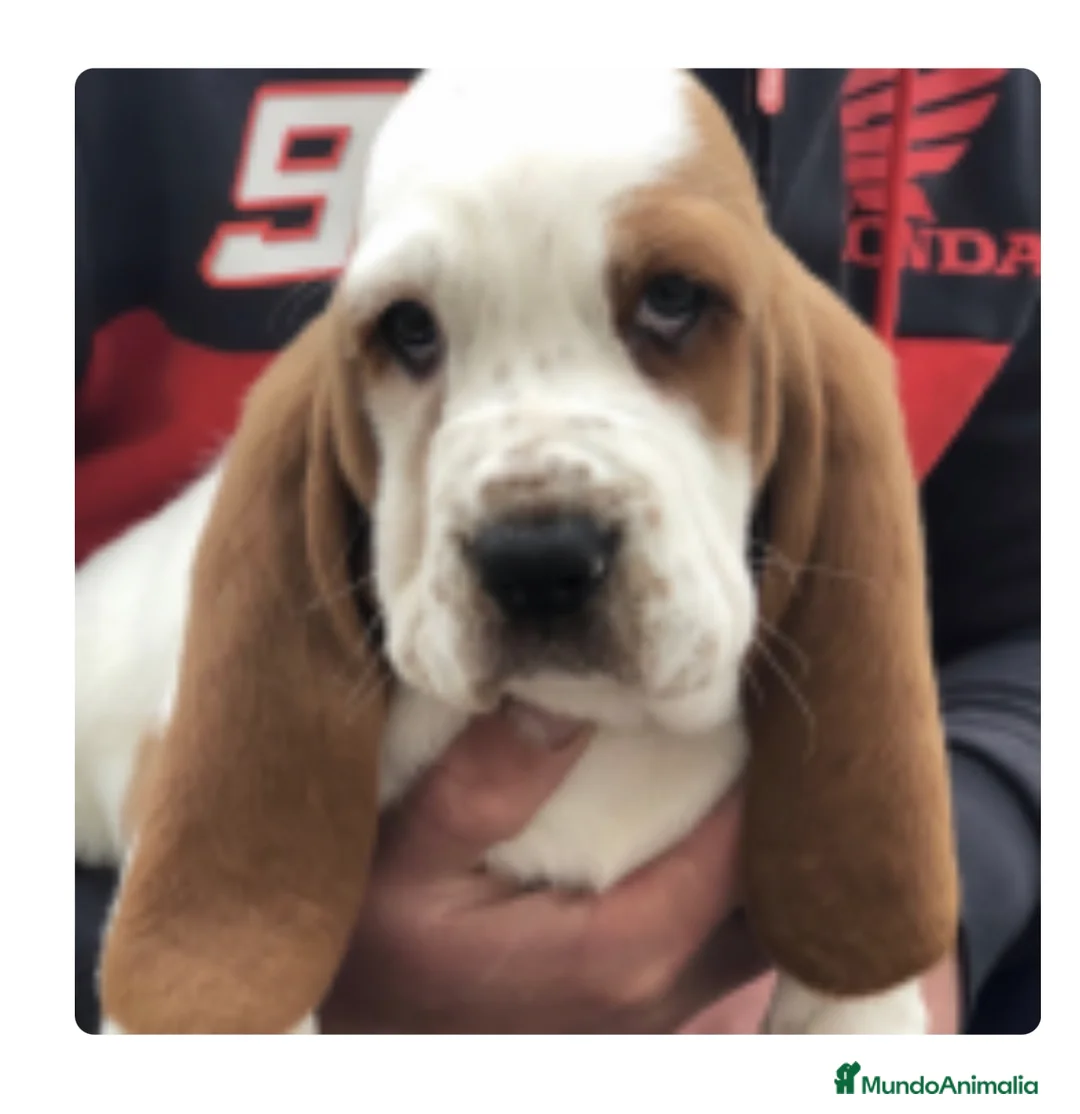 Imagen de galería {{count}}