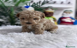 Caniche Toy perros en venta: CANICHE TOY - Anuncio 16