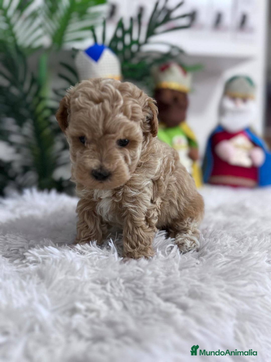 Caniche Toy perros en venta: CANICHE TOY - Anuncio 16