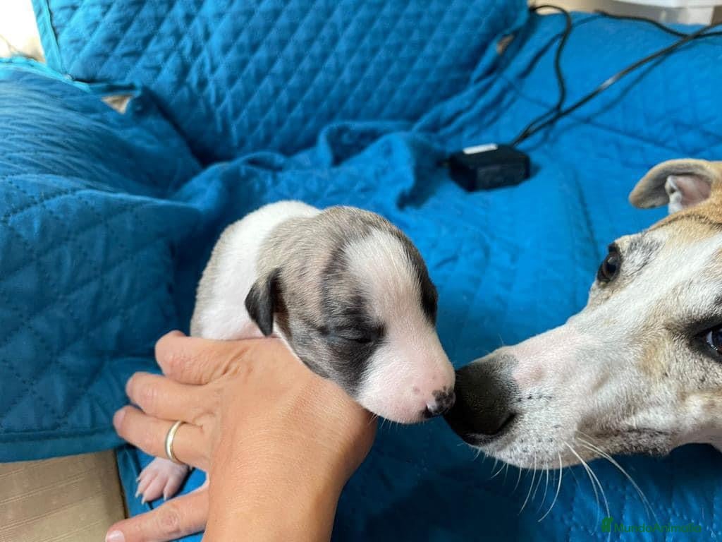 Whippet perros whippet sevilla - Anuncio 2