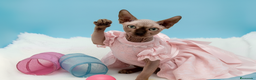 Sphynx gatos en venta: Gatitos Egipcios Sphynx  - Anuncio 5