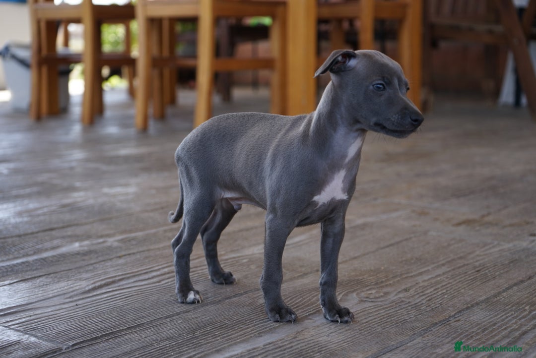 Pequeño Lebrel Italiano perros en venta: 🐾 Sirius y Selena – Galgos italianos blue 🐾 - Imagen 12